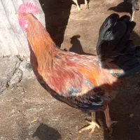 محلی خروس|حیوانات مزرعه|سروآباد, |دیوار