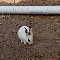 خرگوش اهلی وخیلی شیطون