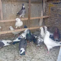 فروش کبوتر یک جای