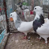 طوقی آبی . ماده|پرنده|خرم‌آباد (تنکابن), |دیوار