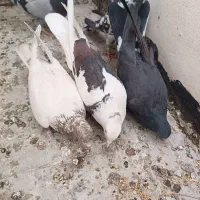 کبوتر اصفهانی و ساعتی به شرط