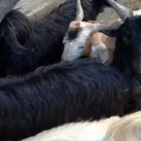 فروش کهره نر پرواری چاق و پلمپ محمله خنج