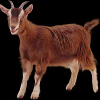 گوسفند و بز