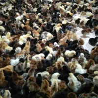 تخم نطفه دار مرغ محلی و گلپایگان