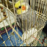 عروس هلندی|پرنده|لاهیجان, بازکیاگوراب|دیوار