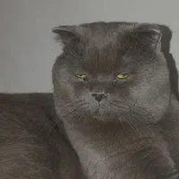 اسکاتیش وارداتی