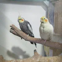 جفت عروس هلندی با قفس