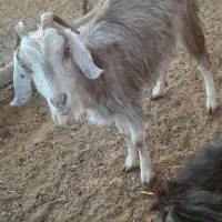 کولار وب ز رومایه گرم|حیوانات مزرعه|مرودشت, ده بید|دیوار