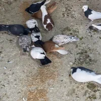 کبوتر رنگی|پرنده|تهران, تهرانپارس جنوبی|دیوار