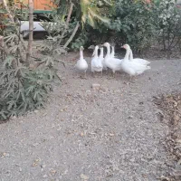 غاز