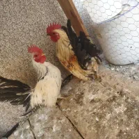 دوعددخرورس مینیاتوری ۹۰۰ت