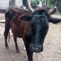 گاو ماده