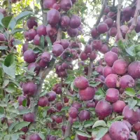 نهال فروشی حمیدی شیخ حسن