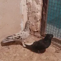 دوتا کبوتر رنگی نر مست