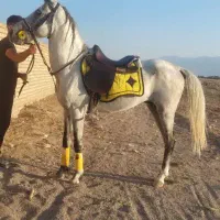 اسب نریان عرب کرد