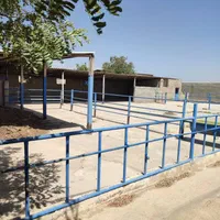 گاوداری۲۵۰۰متری بامجوز۵۰راسی احمدآبادمصدق|فروش دفتر صنعتی، کشاورزی، تجاری|آبیک, |دیوار
