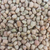 لوبیا چشم بلبلی ولوبیا کشاورزی پلویی دست چین|خوردنی و آشامیدنی|دره شهر, |دیوار