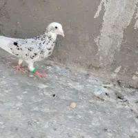 کبوتر گرفتنی