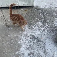 گربه بازیگوش