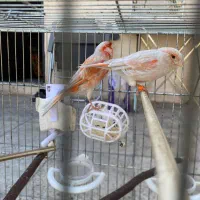 قناری سیلور موزاییکی