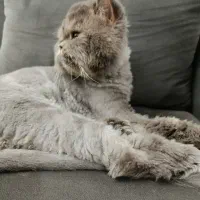 گربه پرشین نر و ماده