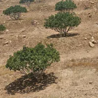 فروشی فوری انجیر تل پهن