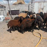 دام زنده گوسفند و بره