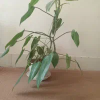 گل طبیعی