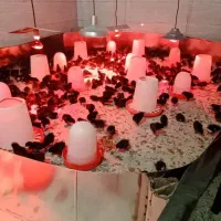 دان مش جوجه مرغ و خروس