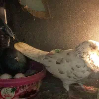 کبوتر رفته قلم کار