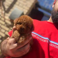 تاینی پودل دارک رد عکس ژورنالی نیست