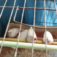 فنچ مولد زبرا