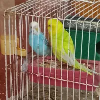 جفت مرغ عشق|پرنده|برازجان, |دیوار