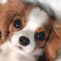 سگ خارجی باتربیت نژاد ژرمن پاکوتاه