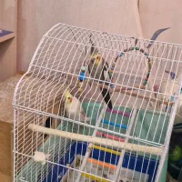 یک جفت عروس هلندی مولد با۲ جوجه