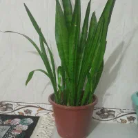 گل طبیعی سرحال تازه بفروش میرسد