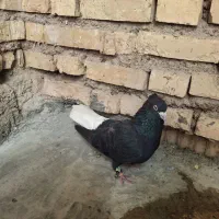 کبوتر اشعل سیاه