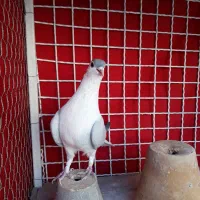 دو تا نر واز دمگیر|پرنده|اصفهان, اطشاران|دیوار