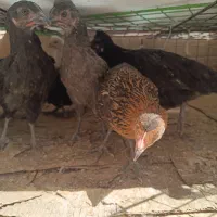 جوجه محلی ۳ ماهه نیمه جهادی