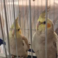 عروس هلندی|پرنده|گلپایگان, |دیوار