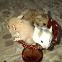 همستر پشمالو