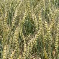 گندم کوهدشت ۱۶۰۰ کیلو