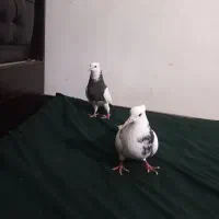 طوقی|پرنده|تبریز, |دیوار