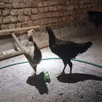 مرغ خوروس رسمی