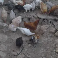 خروس محلی-سردسیری۸۰۰تومان|حیوانات مزرعه|سرفاریاب, |دیوار