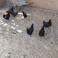 ۲ مرغ ۶ وارک