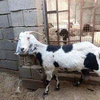 بزغاله|حیوانات مزرعه|بندر ماهشهر, |دیوار