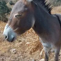 الاغ نر مناسب سواری