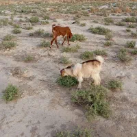 بز وطنی با مهره نر