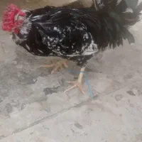 خروس گلین چهل تاچ